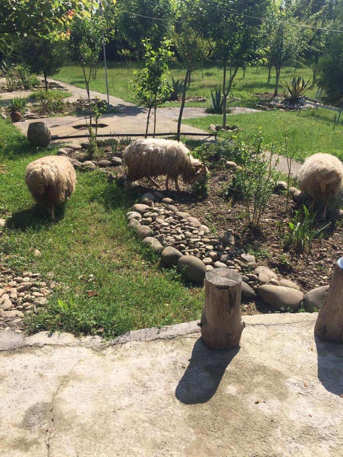 Partskhanaqanevi Mera Hostel المظهر الخارجي الصورة